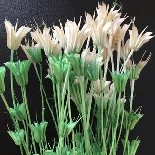 花材 ニゲラオリエンタリス グリーンホワイト(ドライフラワー)