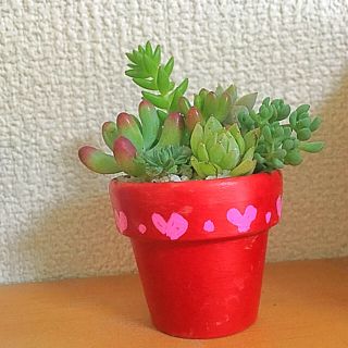 ペイントチビ鉢、多肉の寄せ植え❣️レッド別ページに他色あります❣️(プランター)