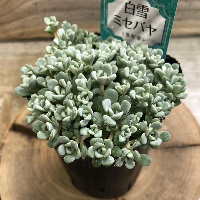 白雪ミセバヤの通販 By Plant Life ラクマ 白雪ミセバヤの通販 By Plant Life ラクマ