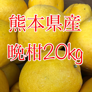 熊本県産 晩柑 20kg (フルーツ)