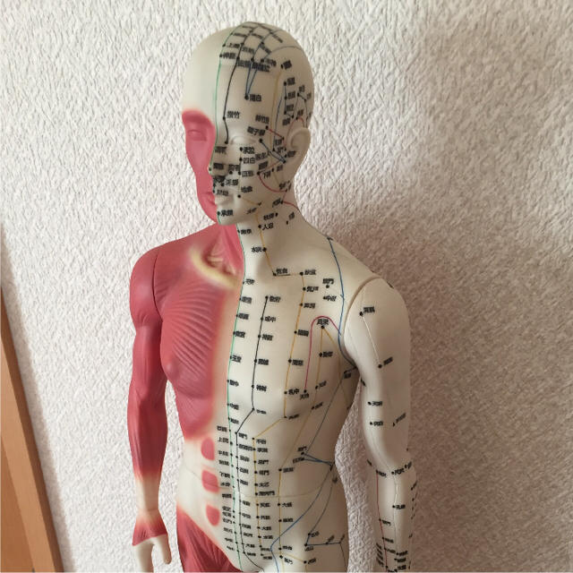 医道の日本社 鍼灸模型