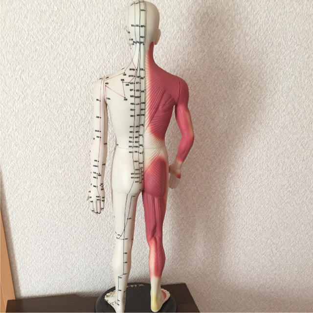 医道の日本社 鍼灸模型 エンタメ/ホビーのおもちゃ/ぬいぐるみ(模型/プラモデル)の商品写真