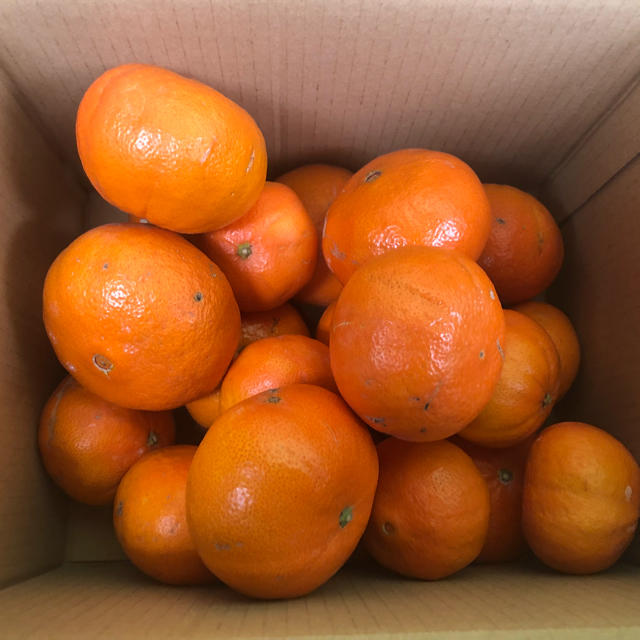 希少柑橘 べにばえ 2kg 食品/飲料/酒の食品(フルーツ)の商品写真