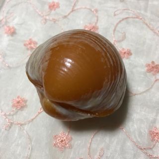 イセシラガイ 化石 貝 広島 石の通販 by オカピー's shop|ラクマ
