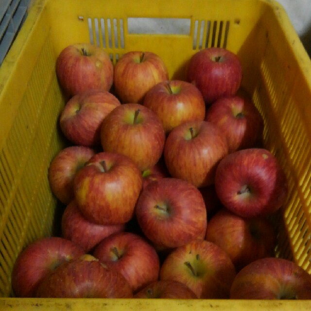信州産りんご10kg26個～40個 食品/飲料/酒の食品(フルーツ)の商品写真