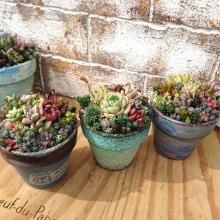 多肉植物の寄せ植え♡陶器のちまちま寄せセット♡ルビネ3本オマケ