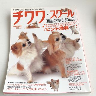 チワワ スクール(犬)