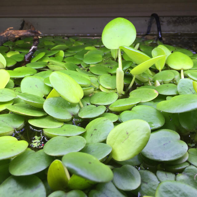 アマゾンフロッグピット 大きめ5株 - 水草