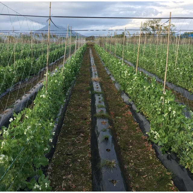 鹿児島産スナップエンドウ1キロ^_^ 食品/飲料/酒の食品(野菜)の商品写真