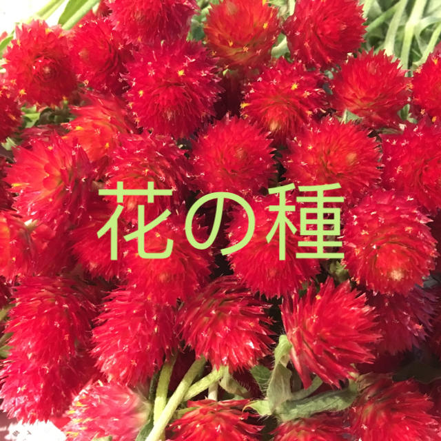 千日紅ストロベリーフィールズの種 ハンドメイドのフラワー/ガーデン(ドライフラワー)の商品写真