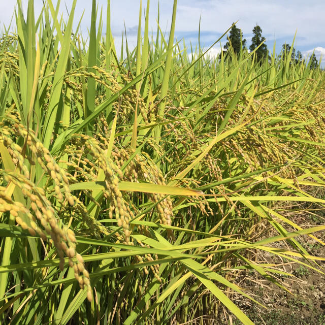 ゆりりんさん専用 ２９年度産 山形県置賜産 特別栽培米つや姫 玄米３０キロ 食品/飲料/酒の食品(米/穀物)の商品写真