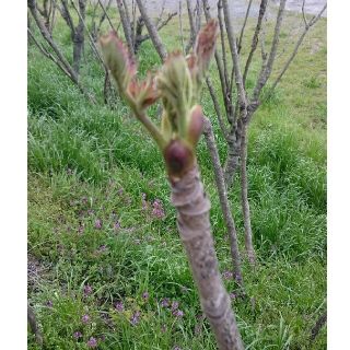 山菜  タラの芽  新鮮(野菜)