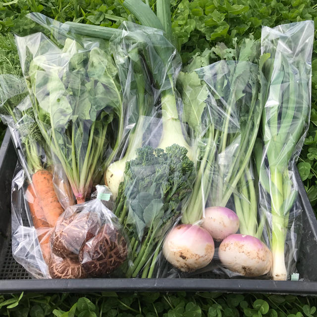 【ALFUさま専用】渥美半島から直送!旬彩野菜バスケット【S】 食品/飲料/酒の食品(野菜)の商品写真