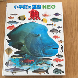 ショウガクカン(小学館)の小学館図鑑NEO  魚(語学/参考書)