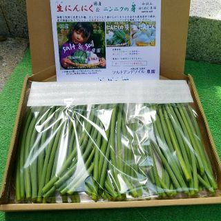 残り少なくなってます！国産 和歌山 にんにくの芽。(野菜)