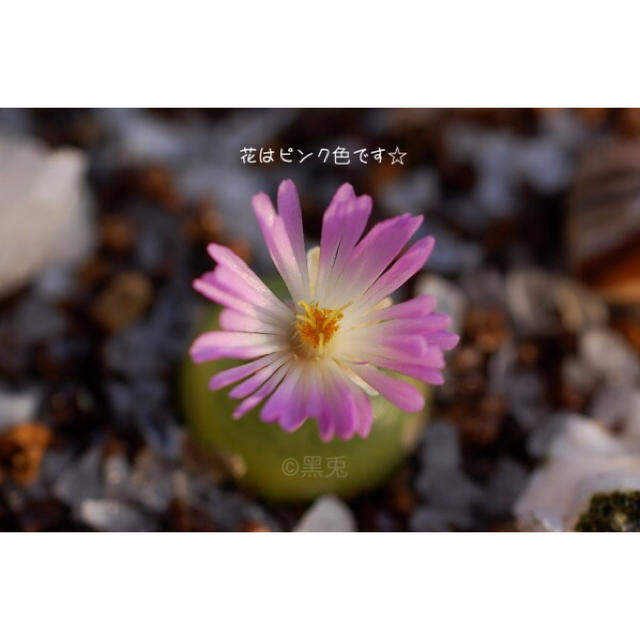 希少 ブルゲリ Conophytum Burgeri 種子5粒 多肉植物の通販 By Lala Plus ラクマ