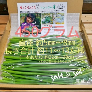 残り9セット　 和歌山 にんにくの芽　450グラム(野菜)