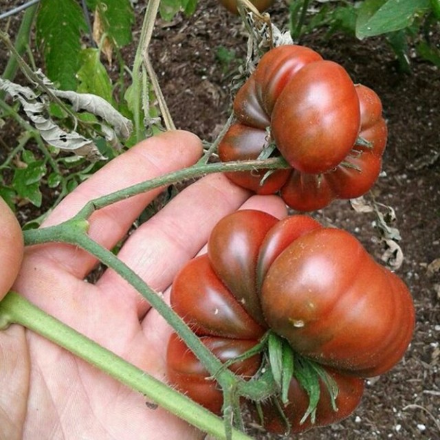 イタリア野菜の種　黒いトマト　ブラッククリム　10粒 食品/飲料/酒の食品(野菜)の商品写真