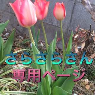 アドーア(ADORE)のADORE ワンピース ネイビー(ひざ丈ワンピース)