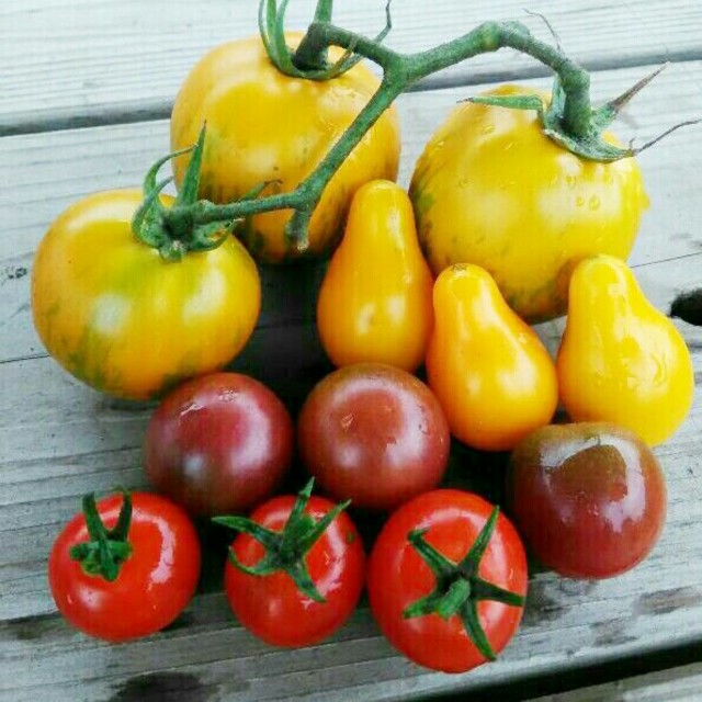 3月～4月蒔き　イタリア野菜の種子など。カラフルなトマトの種　4種類10粒ずつ
 食品/飲料/酒の食品(野菜)の商品写真