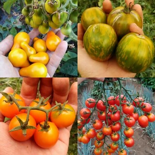 3月～4月蒔き　イタリア野菜の種子など。カラフルなトマトの種　4種類10粒ずつ
(野菜)