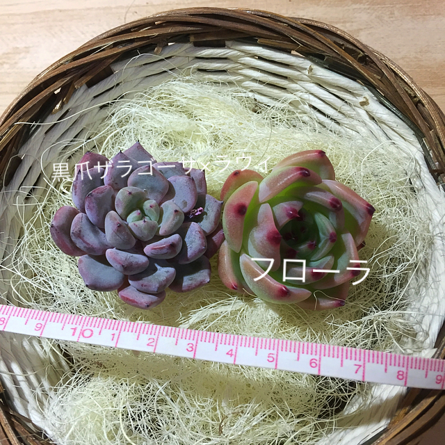 はるな様専用  多肉植物501  速達サービス‼️ ハンドメイドのフラワー/ガーデン(その他)の商品写真