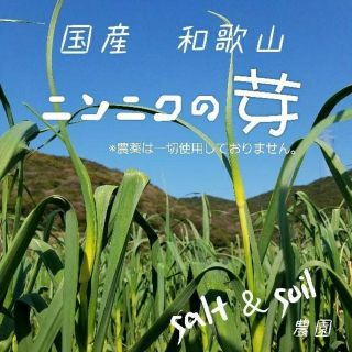 残り少なくなってます！ニンニクの芽　450グラム(野菜)