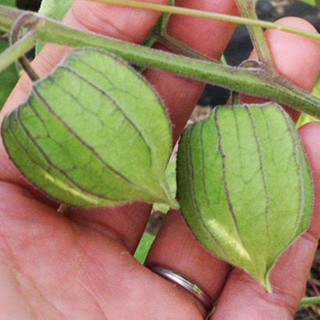 スーパーフード 高糖度 食用ほおずき 太陽の子 の種10粒の通販 By ちこ0107 S Shop ラクマ