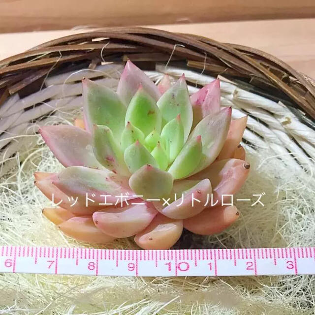 momo様専用  多肉植物520 ハンドメイドのフラワー/ガーデン(その他)の商品写真