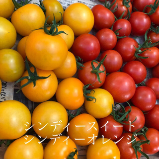 中玉トマト1キロ(野菜)