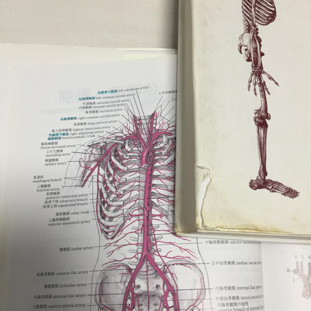 医学書 南山堂 日本人体解剖学 上下巻 エンタメ/ホビーの本(健康/医学)の商品写真