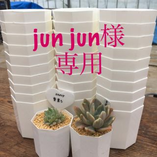  jun jun様専用★八角プラ鉢2.5Y(その他)