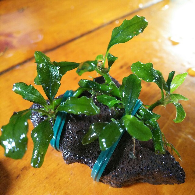100 の保証 小型美種 群生bucephalandra Sp Red Phoenix溶岩石活着 最も優遇 Alamservice Kz 100 の保証 小型美種 群生bucephalandra Sp Red Phoenix溶岩石活着 最も優遇 Alamservice Kz