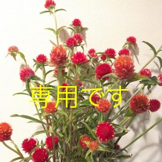 千日紅・赤花＆黄花・まある様専用(ドライフラワー)