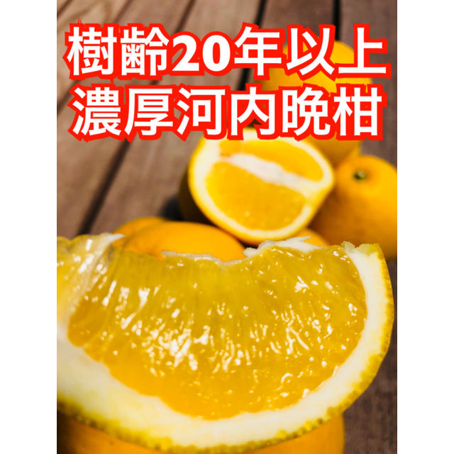 濃厚河内晩柑★ビタミンC★愛媛県宇和島産★美生柑★みかん   食品/飲料/酒の食品(フルーツ)の商品写真