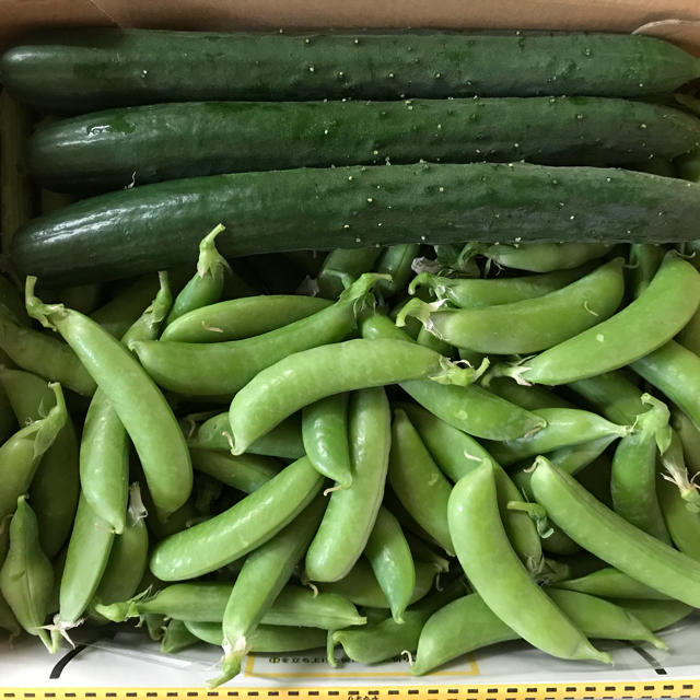 キュウリ6本とスナップエンドウ300g 食品/飲料/酒の食品(野菜)の商品写真