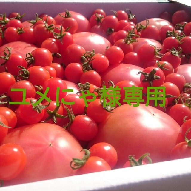 オマケ付【訳あり】ソムリエトマト4㎏(16玉~30玉) 食品/飲料/酒の食品(野菜)の商品写真