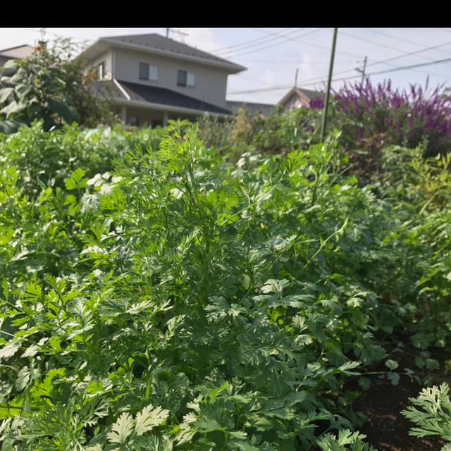 Maria様専用ページ ★ 高菜オマケ 食品/飲料/酒の食品(野菜)の商品写真