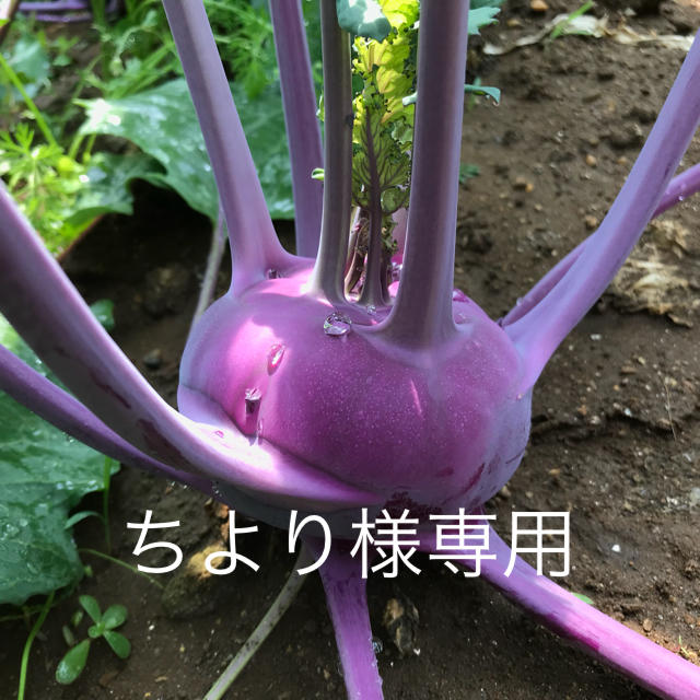 ちより様専用 食品/飲料/酒の食品(野菜)の商品写真