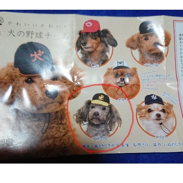 いぬのかぶりもの ガチャ 2点 その他のペット用品(犬)の商品写真