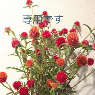 千日紅黄花赤花ミックスめがね様(ドライフラワー)