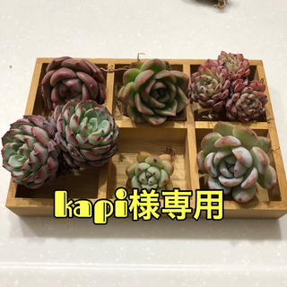 kapi様 専用(その他)