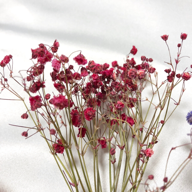 ドライフラワー❁かすみ草 ハーバリウム レジン スワッグ カスミソウ 花材の通販 by a.flower's shop|ラクマ ドライフラワー❁かすみ草 ハーバリウム レジン スワッグ カスミソウ 花材の通販 by a.flower's shop|ラクマ