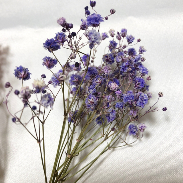 ドライフラワー❁かすみ草 ハーバリウム レジン スワッグ カスミソウ 花材の通販 by a.flower's shop|ラクマ ドライフラワー❁かすみ草 ハーバリウム レジン スワッグ カスミソウ 花材の通販 by a.flower's shop|ラクマ