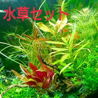 水草セット☆アクアリウムを楽しもう❗❗(アクアリウム)