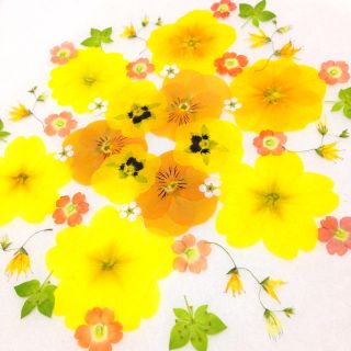 ✿商談中✿ 32 押し花セット✿即日発送 ♡ハンドメイド 素材 小花 レジン(その他)