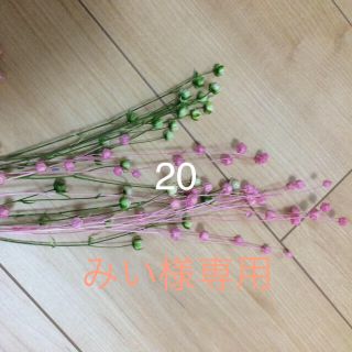 3つ選んで リンフラワー  20(ドライフラワー)