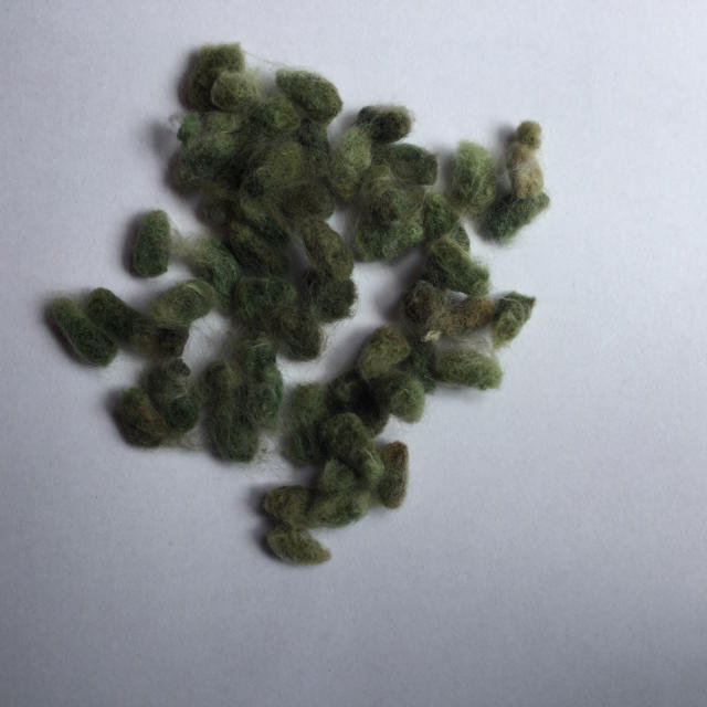 珍品 グリーンの綿の種 おまけ付き ハンドメイドのフラワー/ガーデン(リース)の商品写真