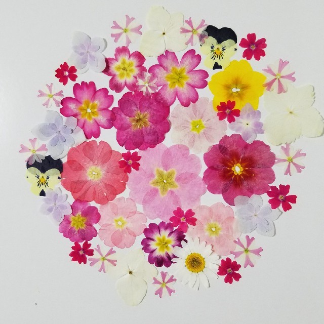 押し花 ピンク好き好きセット ハンドメイドの素材/材料(各種パーツ)の商品写真