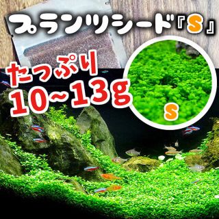 たっぷり10〜13g (フリル最大量)60-90水槽 発芽実証済プランツシード(アクアリウム)